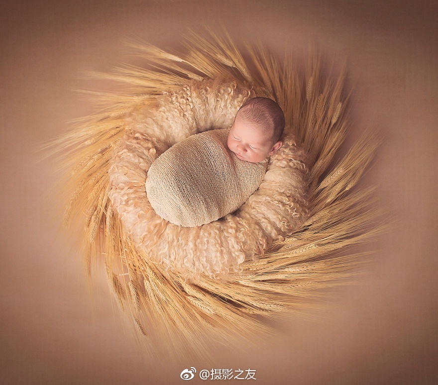 玉米起腻虫是什么原因